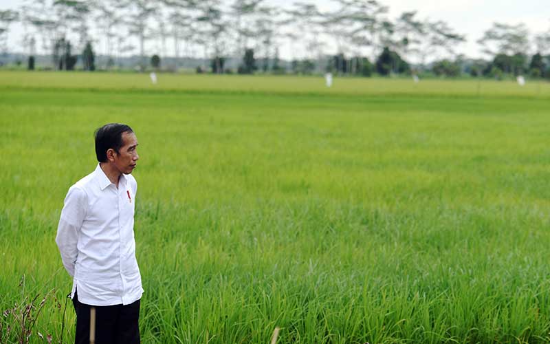 Lumbung Pangan di Kalteng Jadi Prioritas Presiden Jokowi